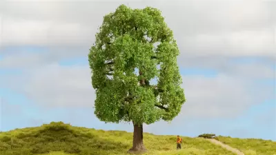 Jesion, seria drzewa modelowe
