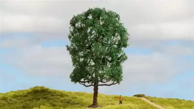 Kasztan, seria drzewa modelowe