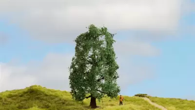 Dąb, seria drzewa modelowe