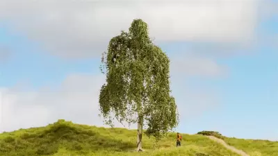 Srebrna Brzoza, seria drzewa modelowe