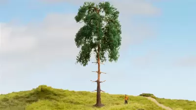 Sosna, seria drzewa modelowe