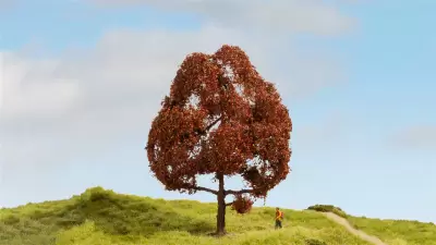 Buk europejski, seria drzewa modelowe