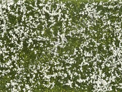 Segment krajobrazu - biała łąka, kwiaty, siateczka