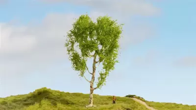 Omszona brzoza, seria drzewa modelowe
