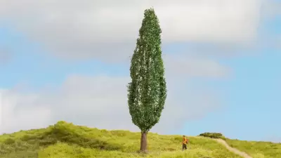 Topola, seria drzewa modelowe