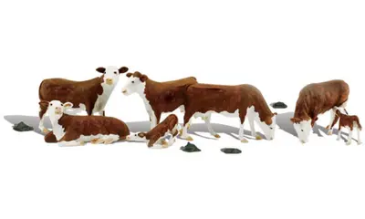 Krowy rasy hereford, czerwono-białe