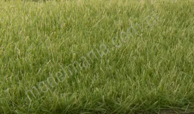 Statyczna trawa średnia zielona 4mm