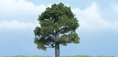Drzewa premium - Dąb 7.62cm