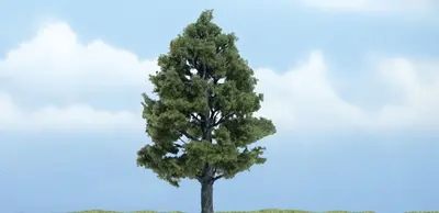 Drzewa premium - Ambrowiec balsamiczny 10.1cm