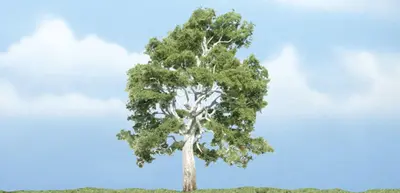 Drzewa premium - Platan 9.84cm