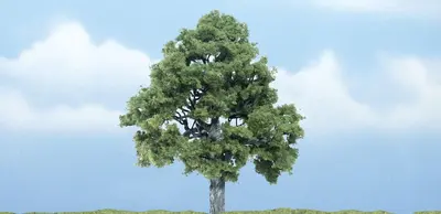 Drzewa premium - Buk 10.1cm