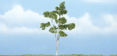 Drzewa premium - Brzoza papierowa 10.1cm