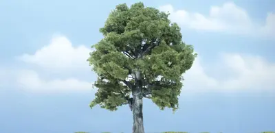 Drzewa premium - Dąb 12.7cm