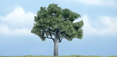 Drzewa premium - Orzech Włoski 9.84cm